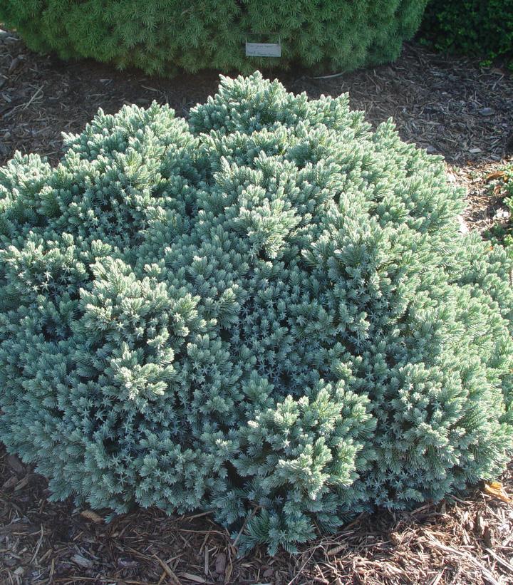 Juniperus squamata 'Blue Star'