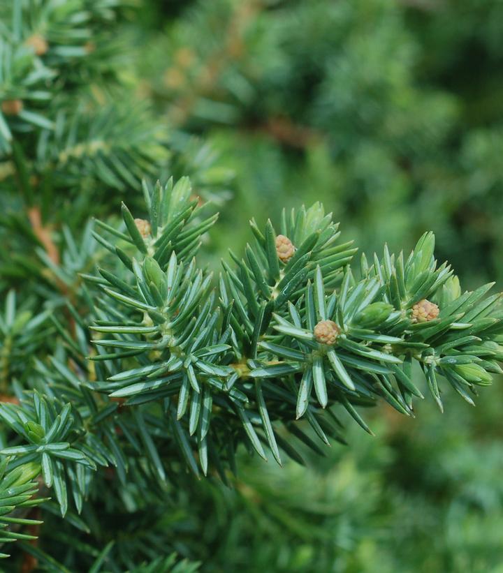 Juniperus conferta Blue Pacific