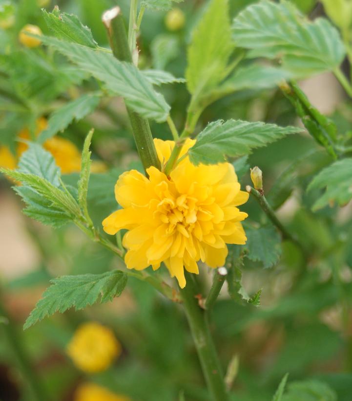 Kerria japonica Pleniflora