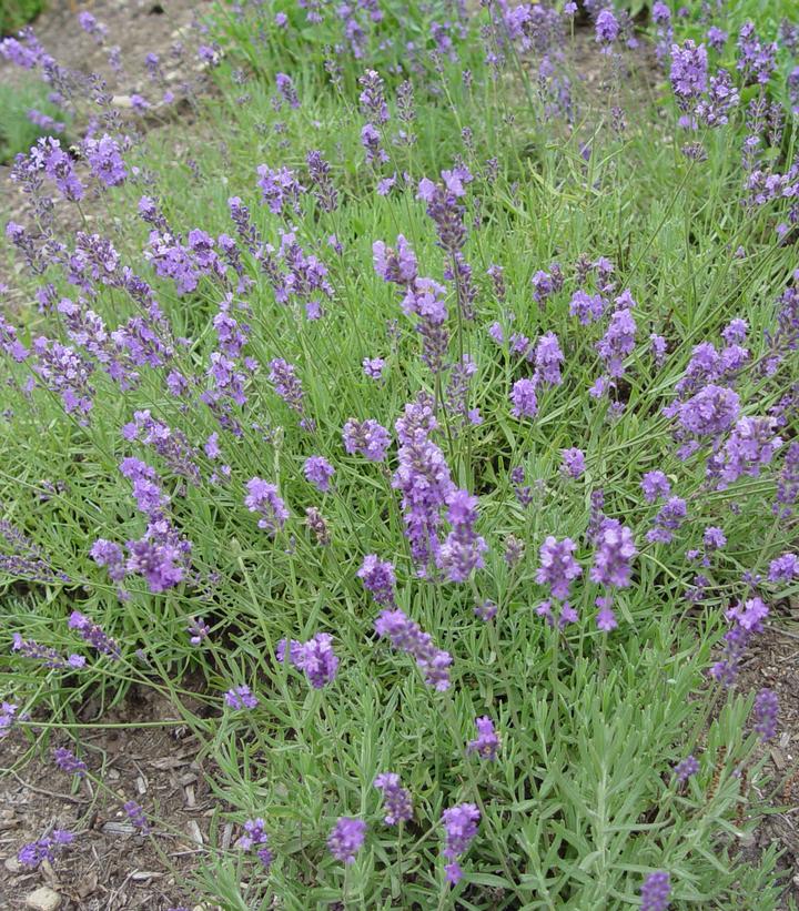 Lavandula ang. Munstead Strain