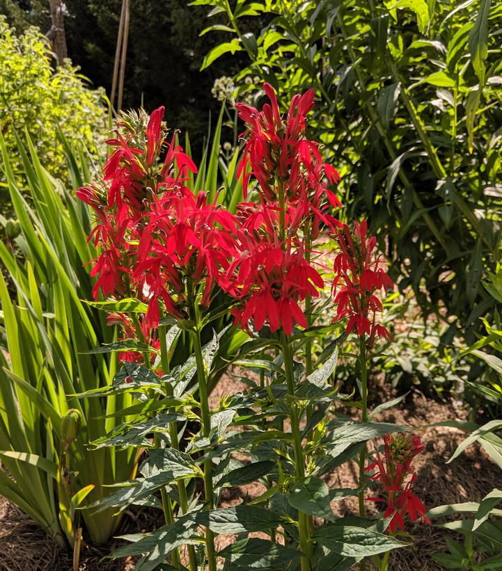 Lobelia cardinalis 