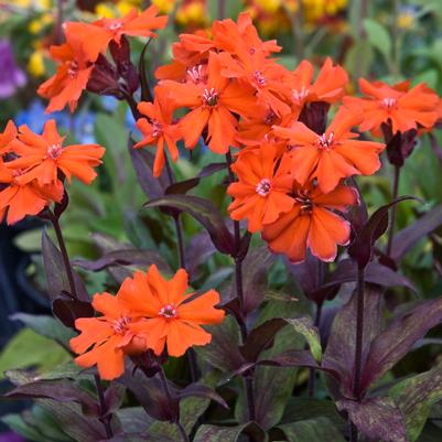 Lychnis arkwrightii 'Orange Gnome'