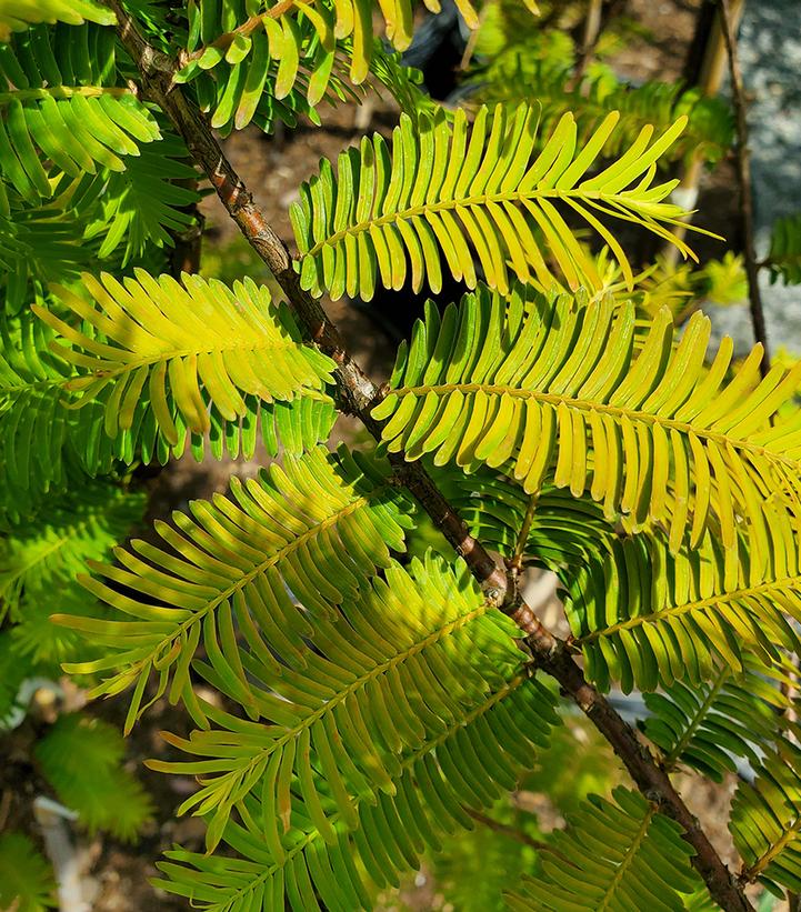 Metasequoia glypto. Amber Glow™