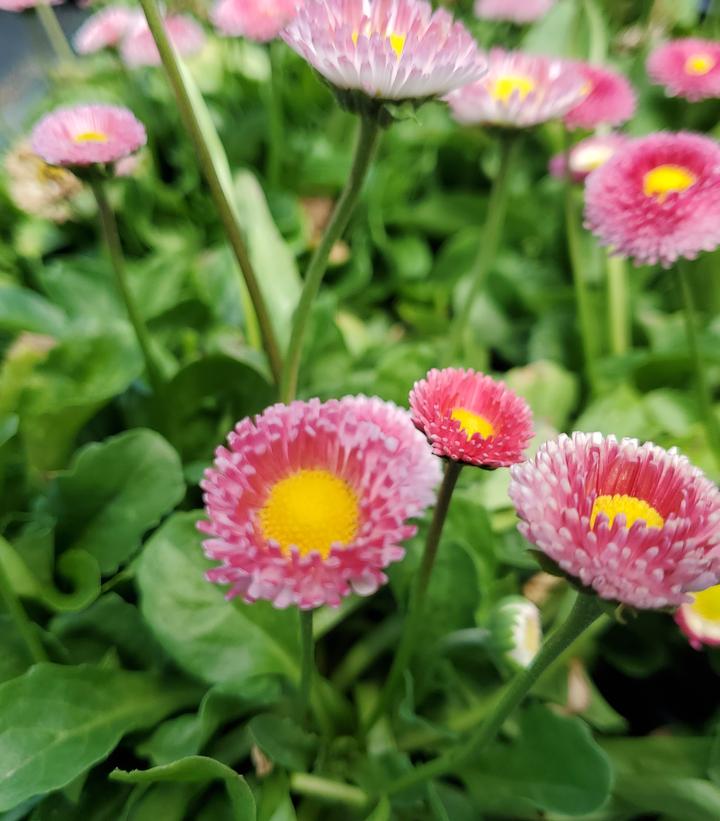 Bellis perennis Belissima™ 'Rose'