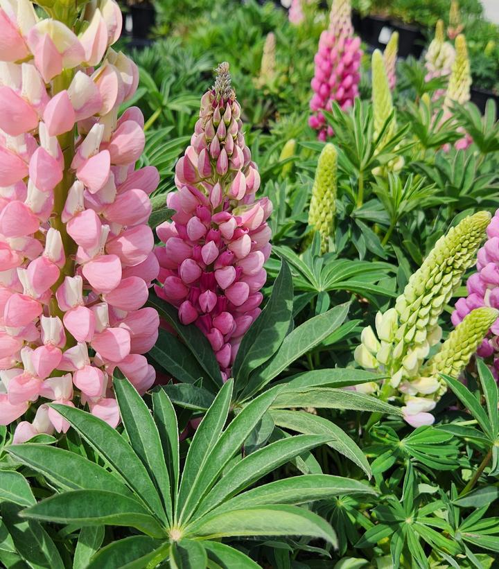 Lupinus p. lupini 'Pink Shades'