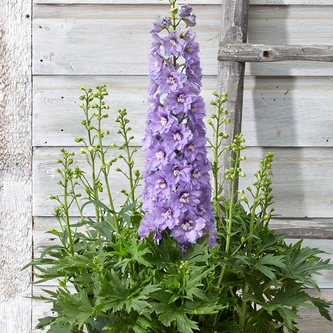 Delphinium Delgenius™ 'Shelby'