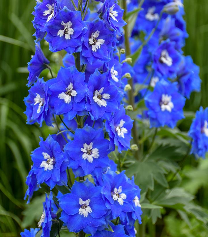 Delphinium 'Cobalt Dreams'