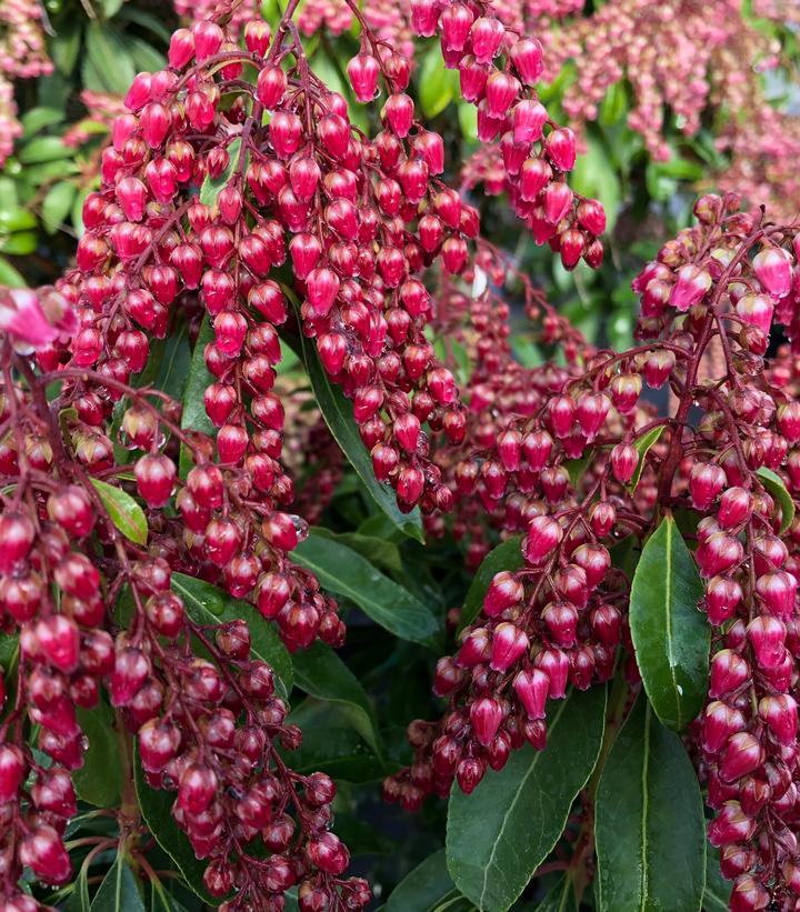 Pieris japonica Interstella®