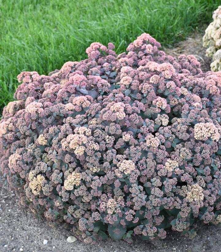 Sedum 'Spellbound'