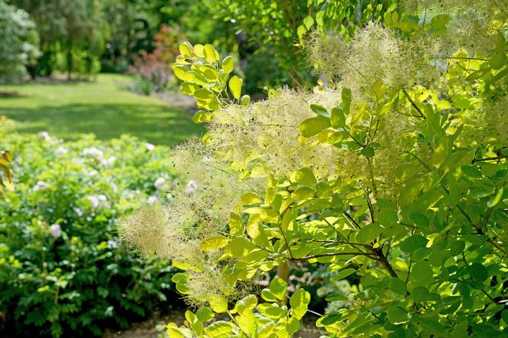 Cotinus coggygria Winecraft Gold®