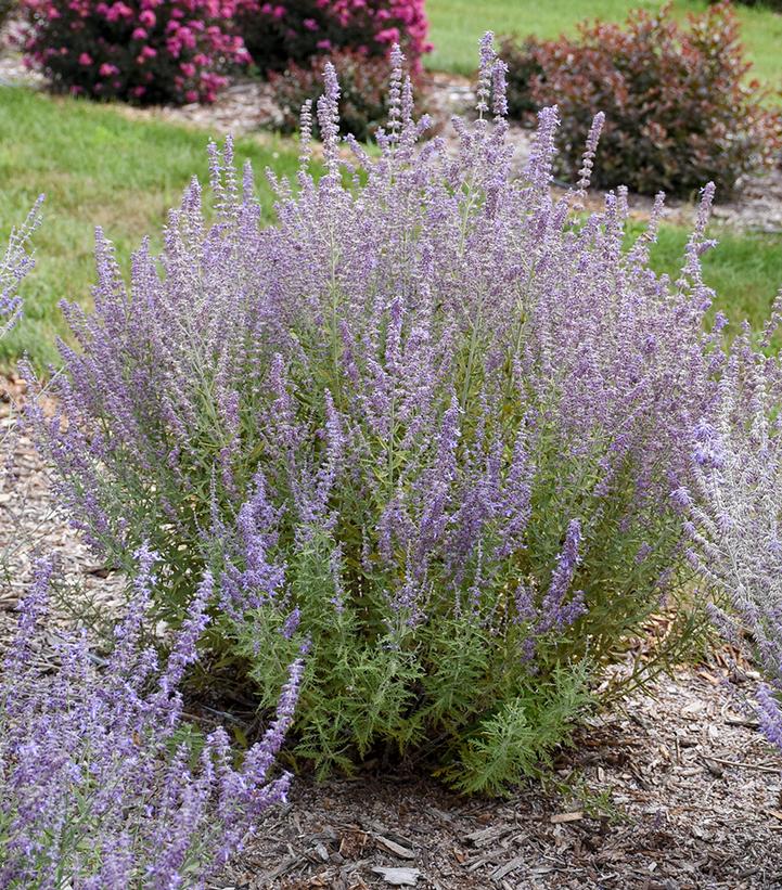 Perovskia atriplicifolia 'Sage Advice'