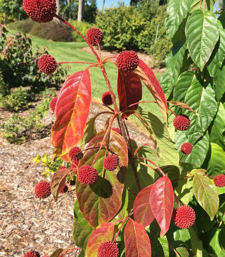 Cephalanthus occidentalis Crimson Comets