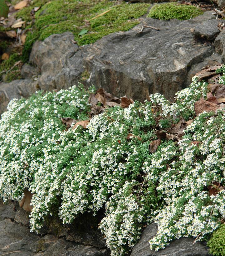 Aster ericoides 'Snow Flurry'