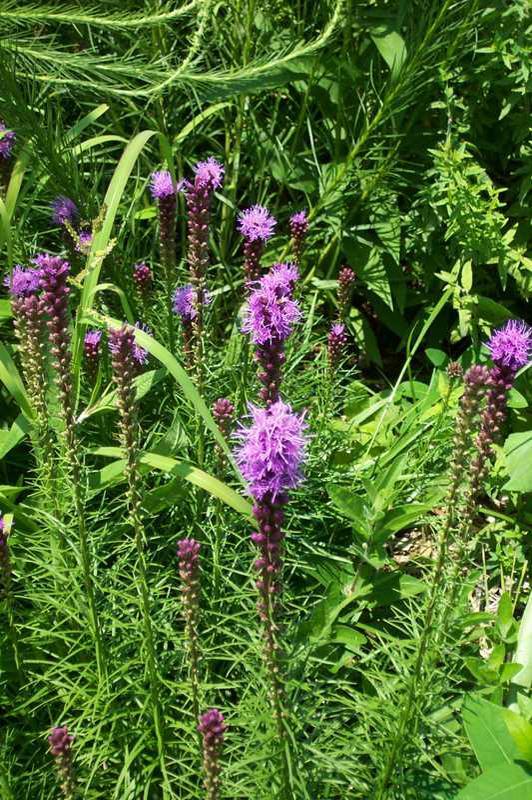 Liatris spicata 