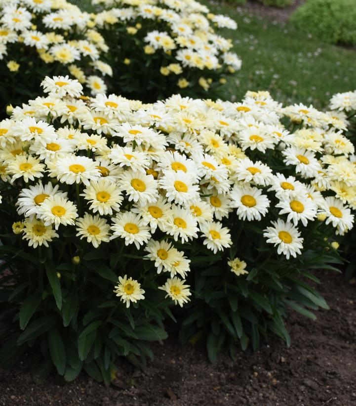 Leucanthemum Amazing Daisies® 'Banana Cream II'