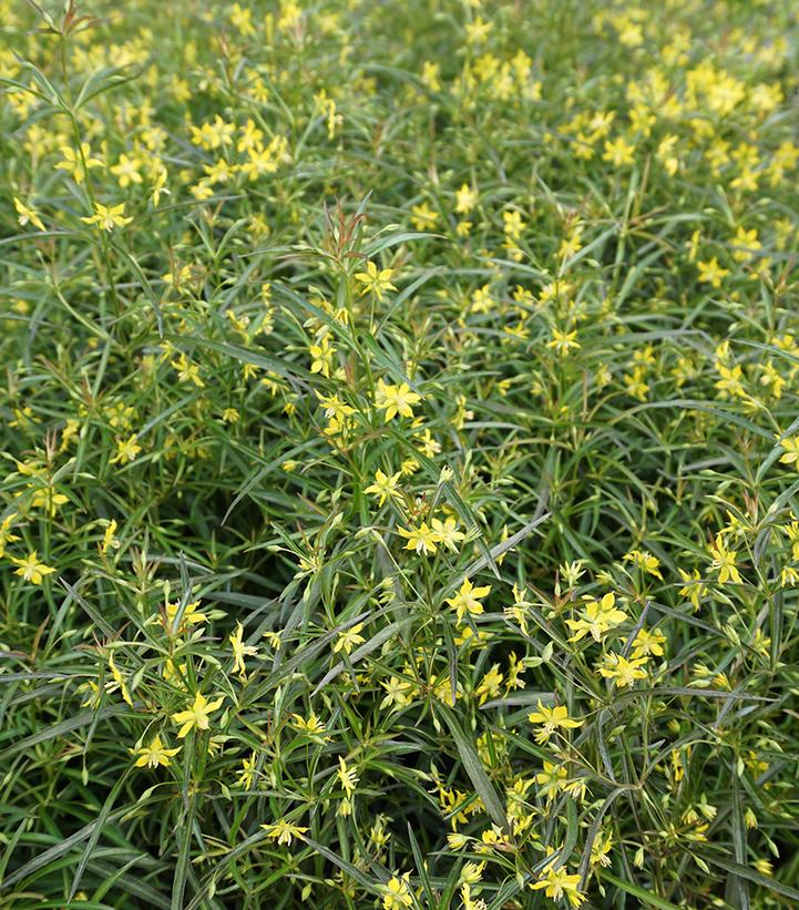 Lysimachia lanceolata Burgundy Mist