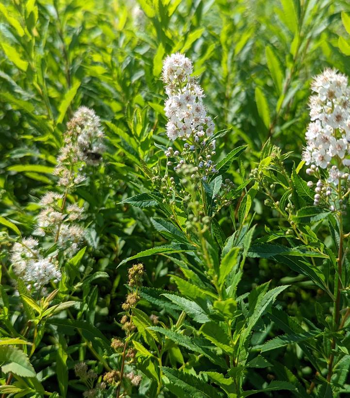 Spiraea alba var. latifolia 