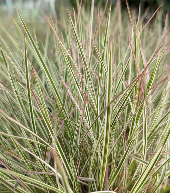 Schizachyrium scoparium 'Chameleon'