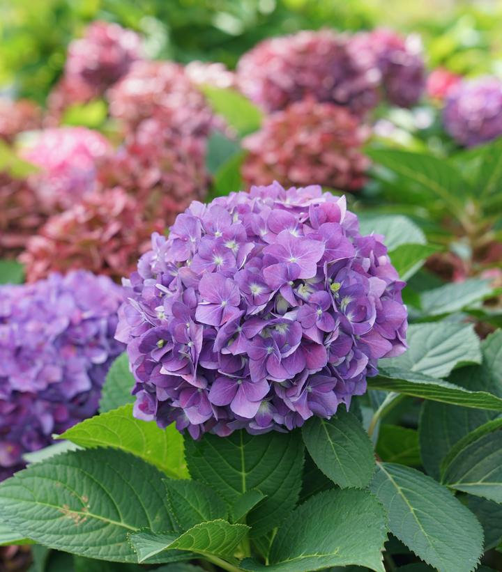 Hydrangea x Let's Dance ¡Arriba!®