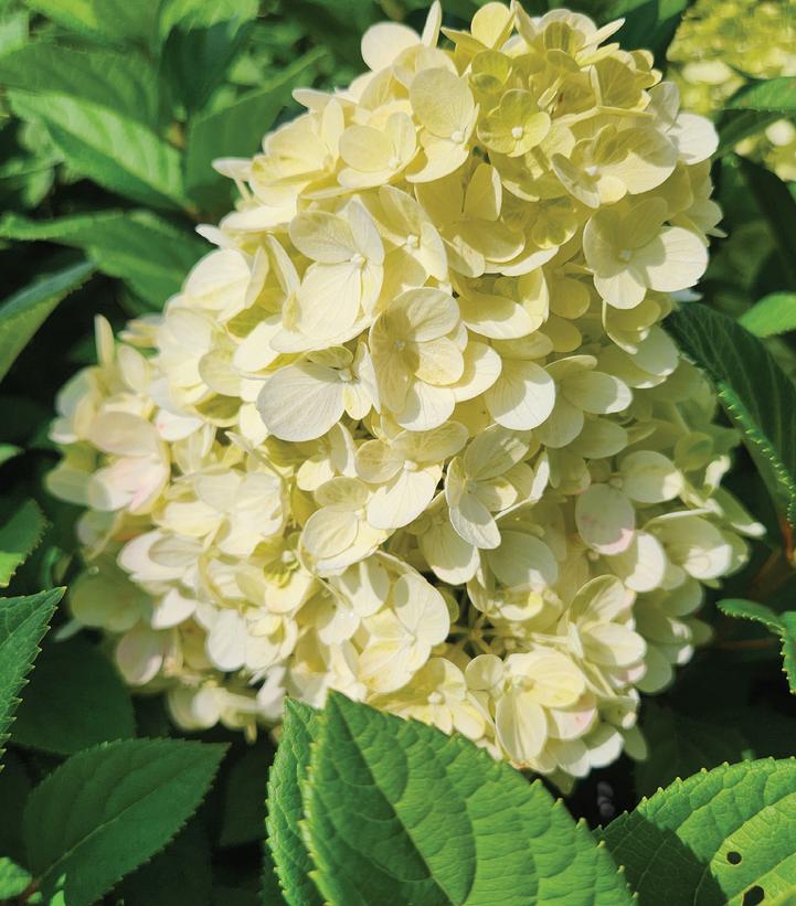 Hydrangea pan. Little Lime Punch®