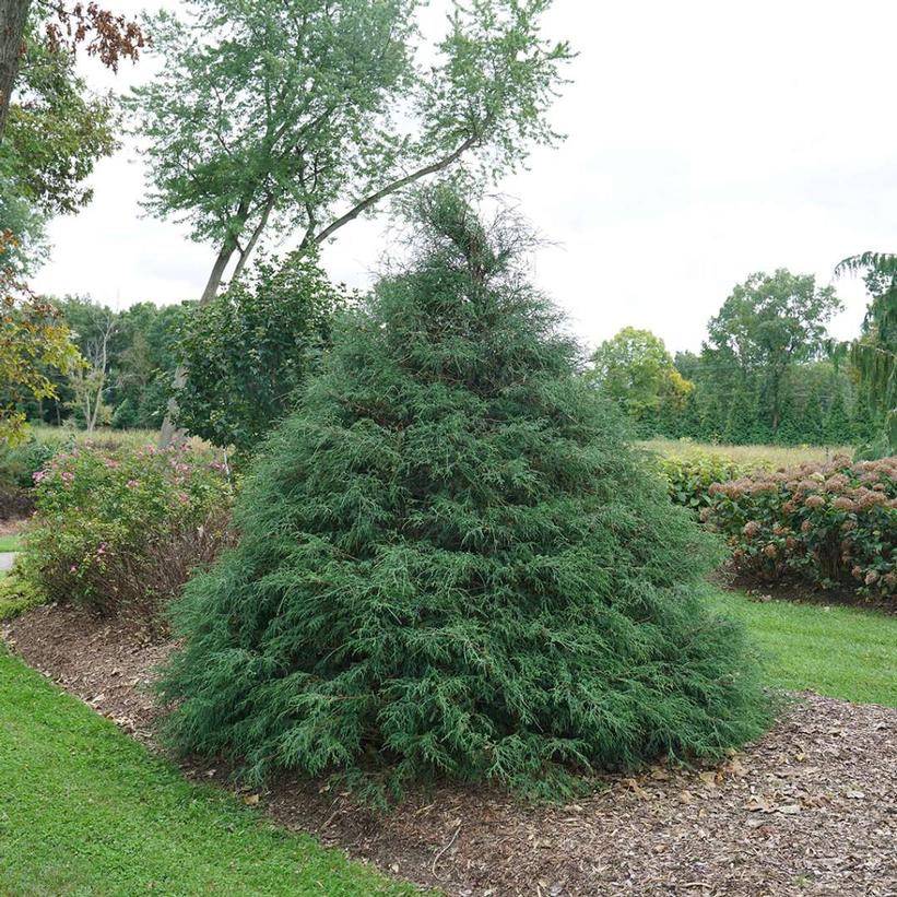 Chamaecyparis lawsoniana Haywire®