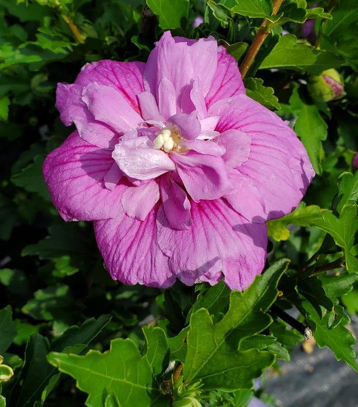 Hibiscus syriacus Dark Lavender Chiffon®