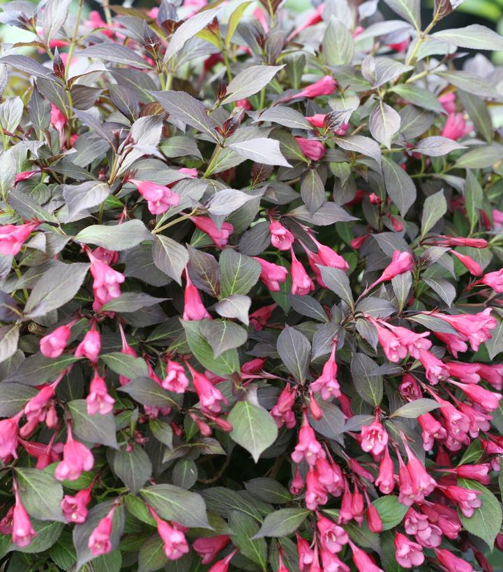 Weigela florida Midnight Wine Shine®