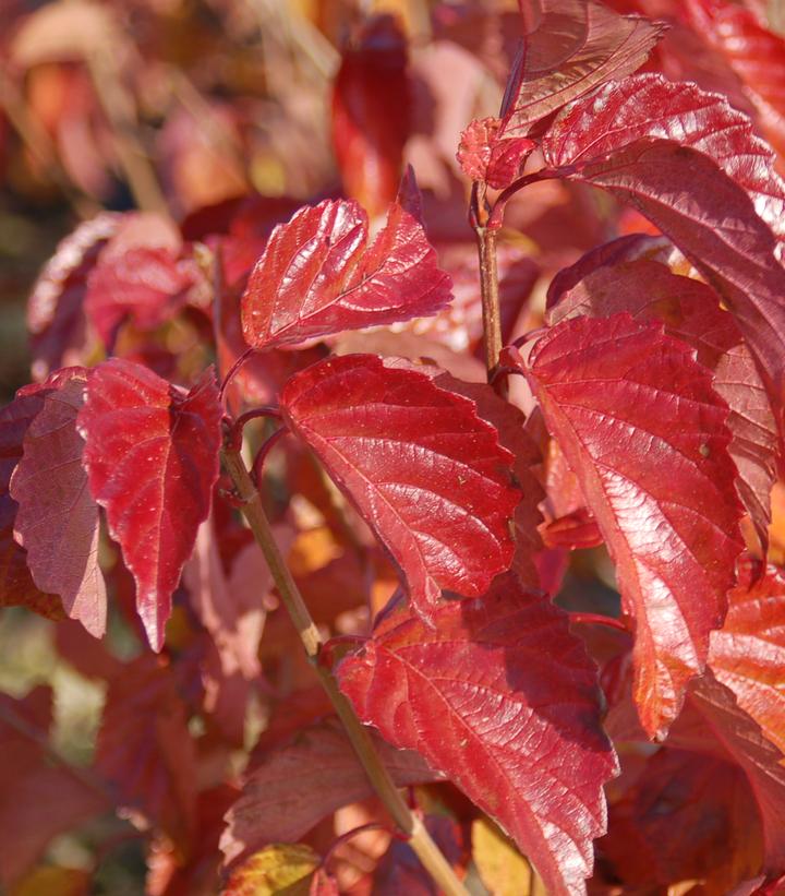 Viburnum dentatum Red Feather®