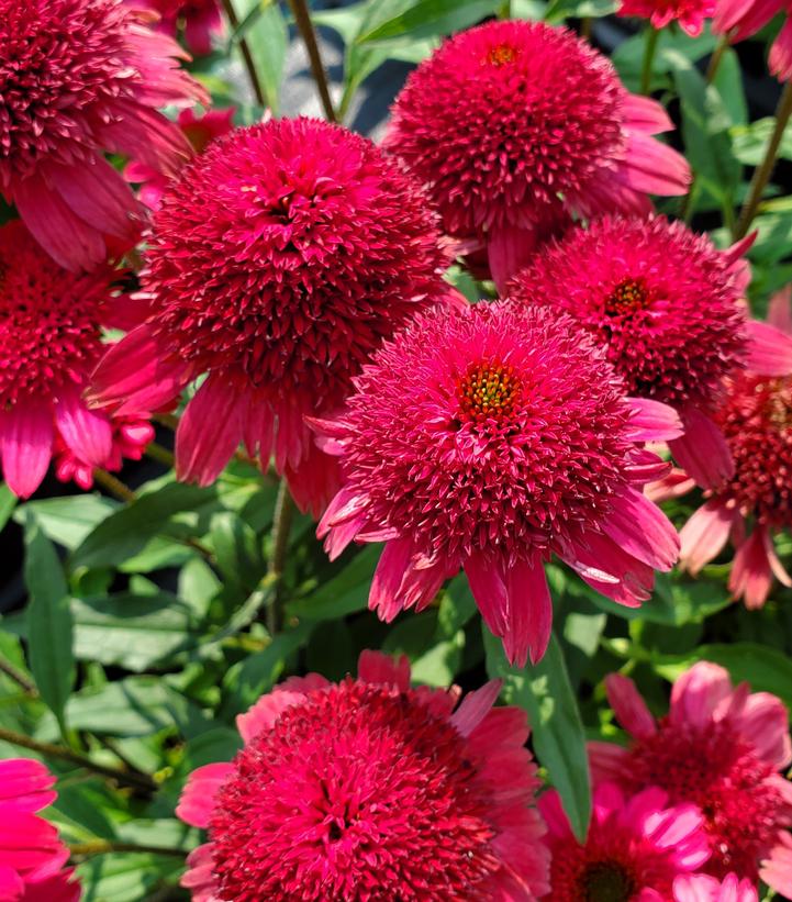 Echinacea Sunny Days™ Ruby