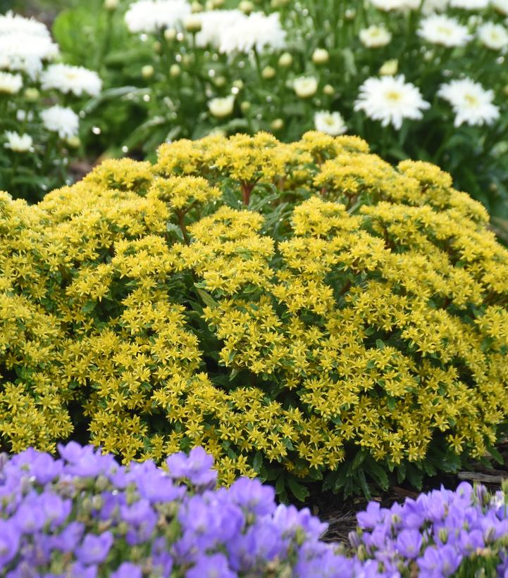 Sedum ROCK 'N LOW™ 'Bright Idea'