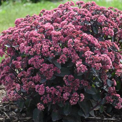 Sedum hybrida 'Strawberry MIlkshake'