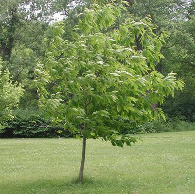 Castanea dentata 