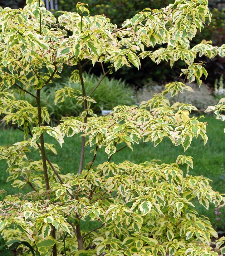 Cornus alternifolia Golden Shadows®