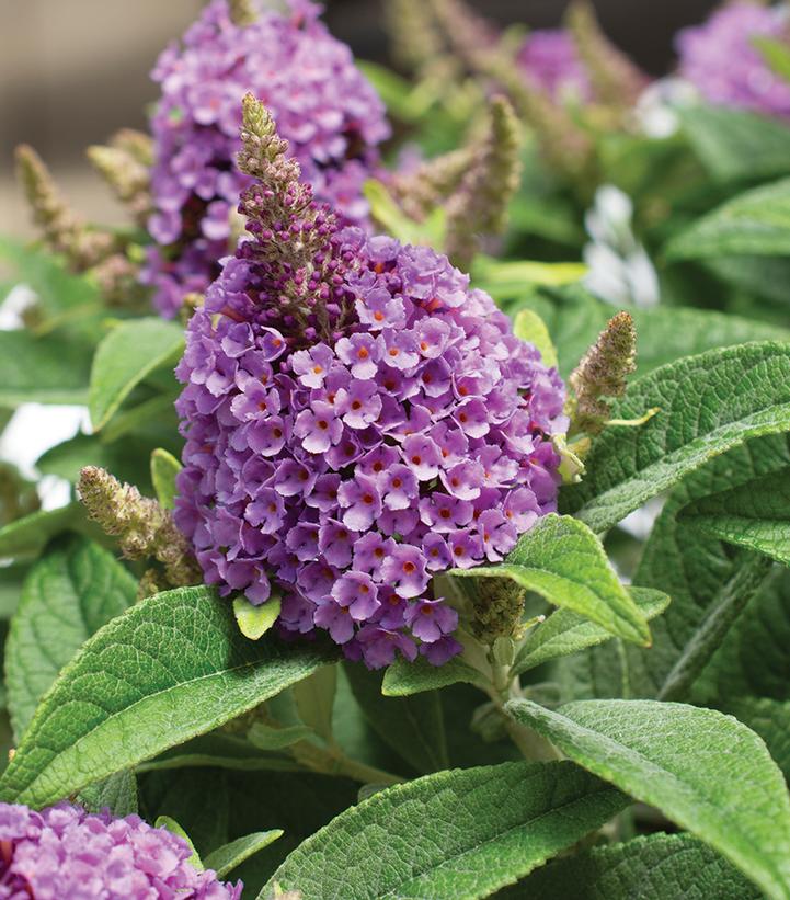 Buddleia davidii Dapper® Lavender