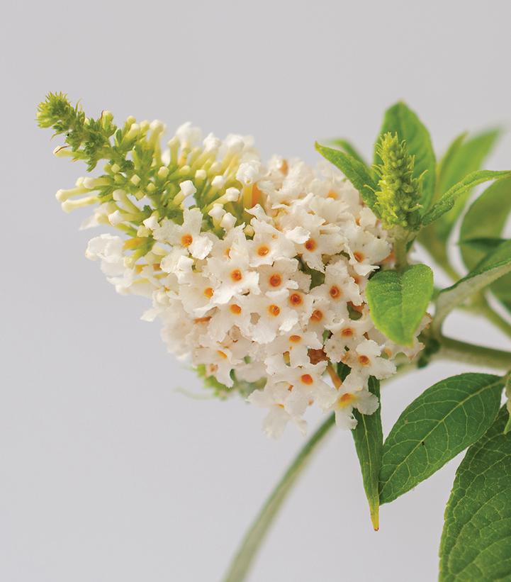 Buddleia davidii Dapper® White