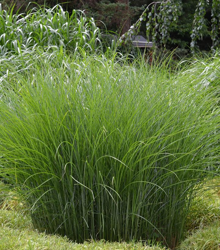 Miscanthus sinensis 'Gracillimus'