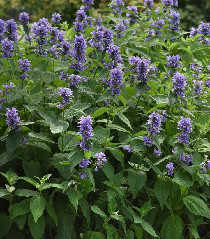 Nepeta subsessilis Prelude™ Blue