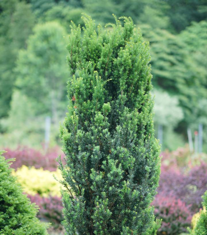 Taxus media Stonehenge®