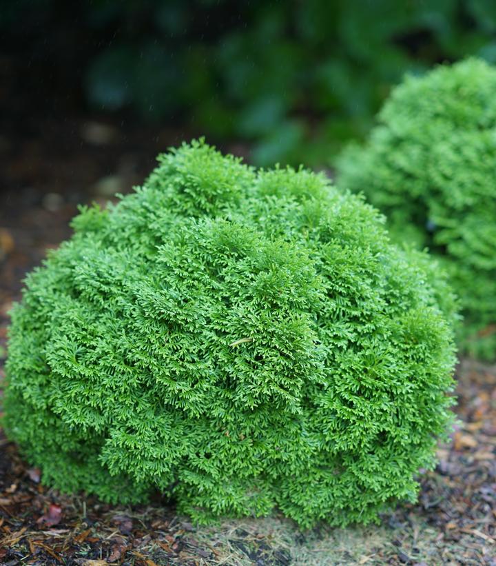 Thuja occidentalis Tater Tot®