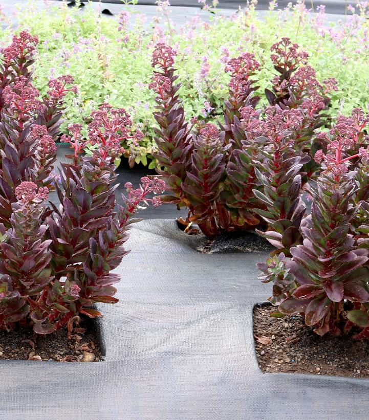 Sedum telephium 'Conga Line'