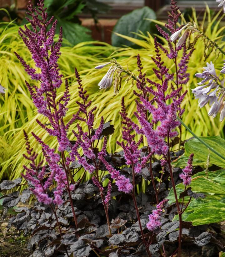 Astilbe 'Dark Side of the Moon'