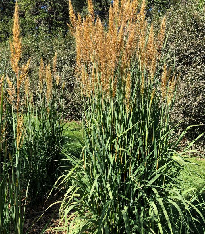 Sorghastrum nutans Golden Sunset™