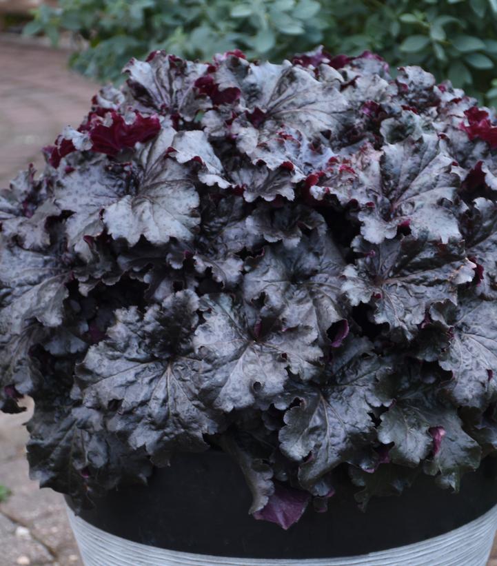 Heuchera Dressed Up™ 'Evening Gown'