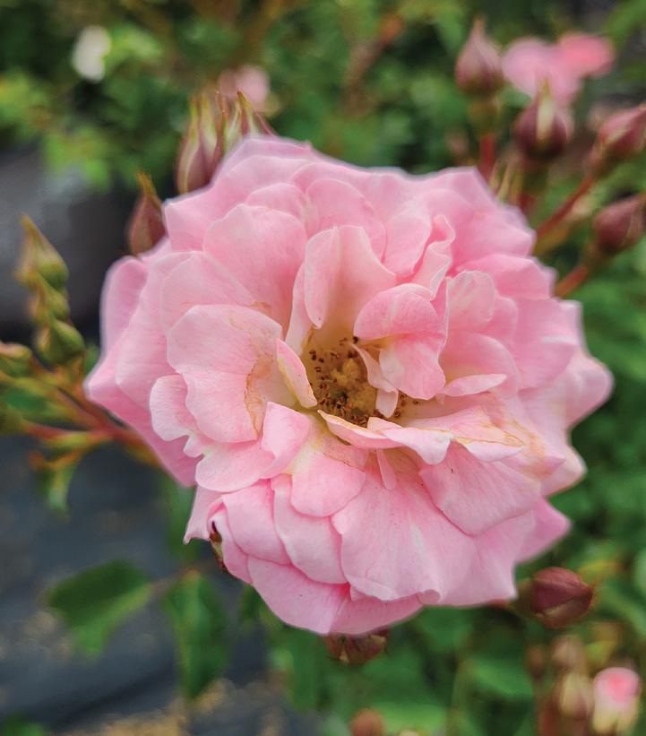 Rosa Blushing Drift®