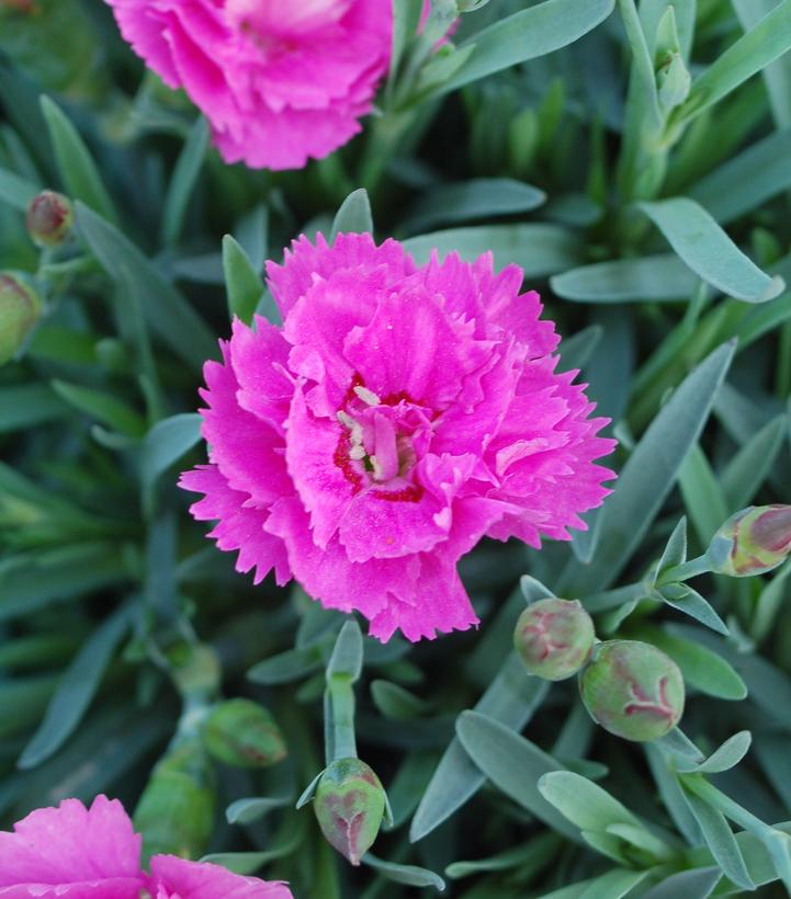 Dianthus Everlast™ Orchid