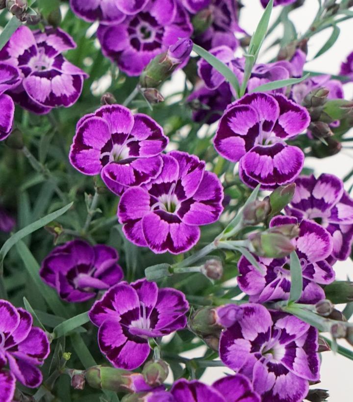 Dianthus Everlast™ Violet Blue