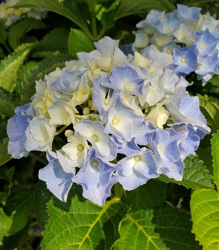 Hydrangea mac. HI™ Mountain