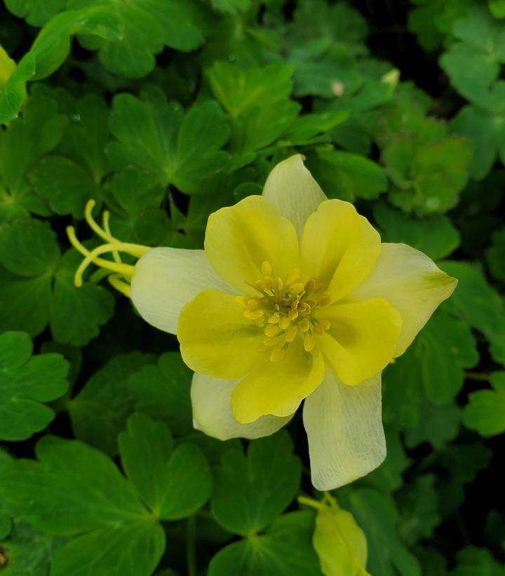 Aquilegia x Earlybird™ Yellow