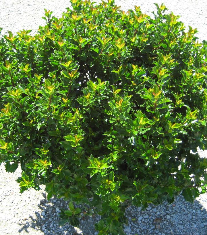 Ilex x meserveae Emerald Magic®