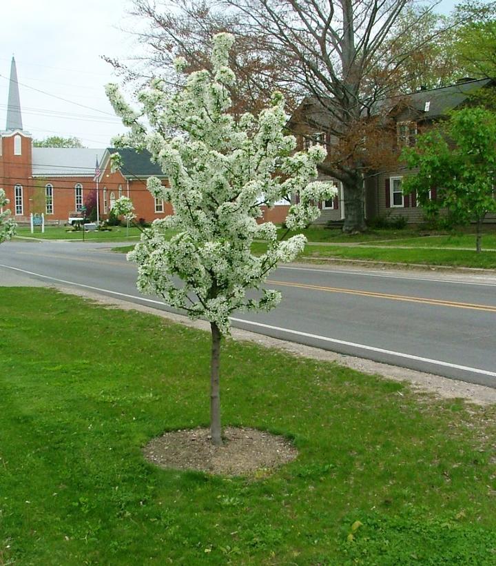 Malus sp. Sweet Sugar Tyme®